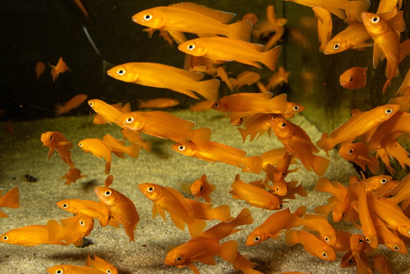 Neolamprologus longior